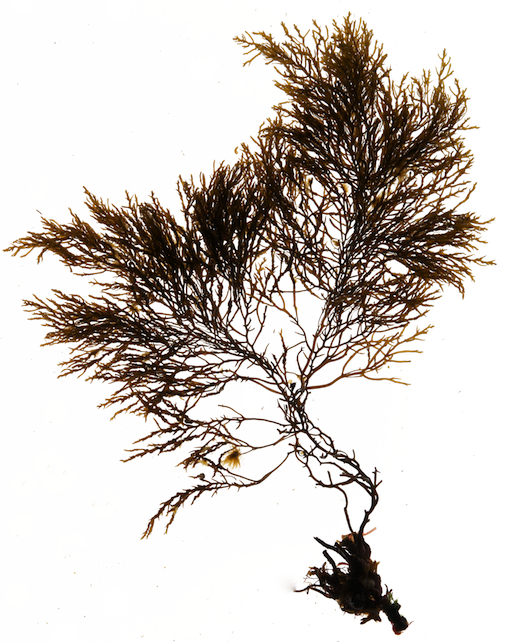Cystoseira nodicaulis © M.D. Guiry